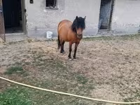 Égua, Cavalos — foto 3