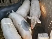 母猪, Pigs — 照片 1