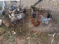 Chickens — foto 4