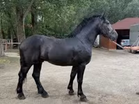 Pastuv, Friesian — fotografija 1
