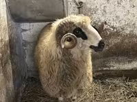 Ovan, Racka sheep — fotografija 7