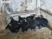 gallina danesa — foto 2