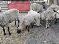 Ovca, White Suffolk sheep — fotografija 2