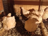 Chickens — photo 2