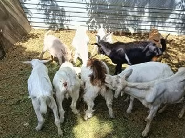 Billy Goat, Saanen goat