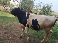 Bik, Russian Black pied cattle — fotografija 7
