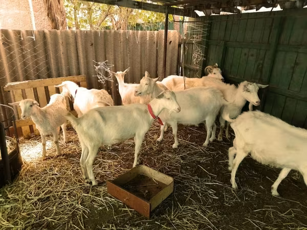 Jarac, Saanen goat
