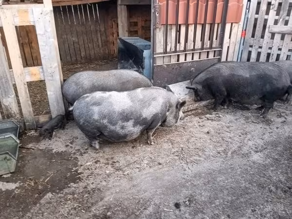 Porca,  — Hungria