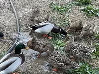 Ducks — fotografija 4