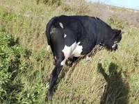 सांड, Russian Black pied cattle — फ़ोटो 2