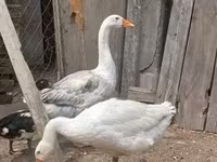 Geese — Foto 4