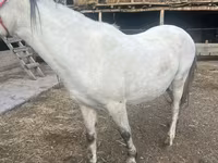 Бие, Tersk horse — 6-сурет