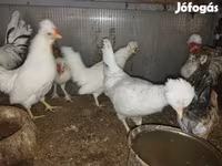 Chickens — foto 5