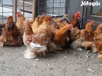 Bantam Pekín — foto 1