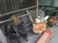 Chickens — fotografija 5