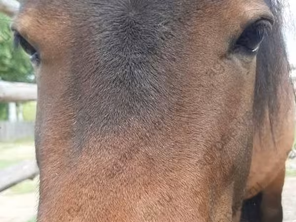 Kobila, American shetland pony
