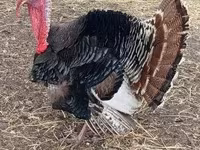 Turkeys — zdjęcie 2