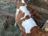 母牛, Simmental cattle — 照片 2