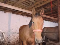 Pastuv, Manipuri pony — fotografija 5