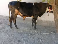 Бик, Russian Black pied cattle — фото 2
