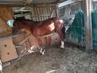 Jument, Chevaux — photo 1