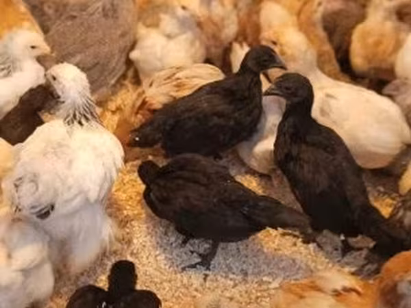 Ajam cemani