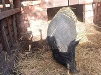Boar, Вьетнамская вислобрюхая — photo 1