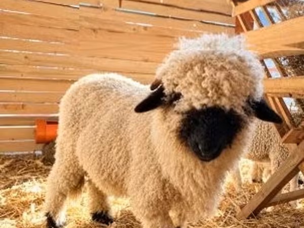 Baran, Valais Blacknose sheep