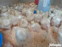 Chickens — 照片 2