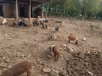 Verro, Cerdos — foto 1