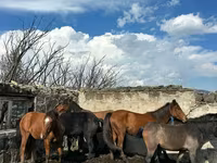 Madyan, Atlar — foto 2