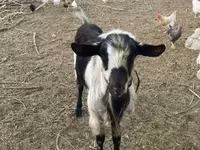 Ziegenbock, Ziegen — Foto 2