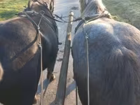 母马, Horses — 照片 5