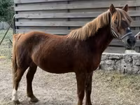 Horse (M), Horses — photo 2
