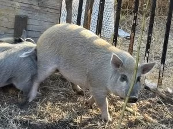 Säue, Schweine