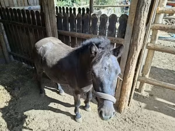 Кінь, Коні
