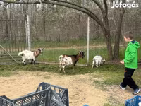 山羊（批次，未指定性别）, Goats — 照片 3