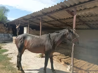 Pastuv, Karachay horse — fotografija 3