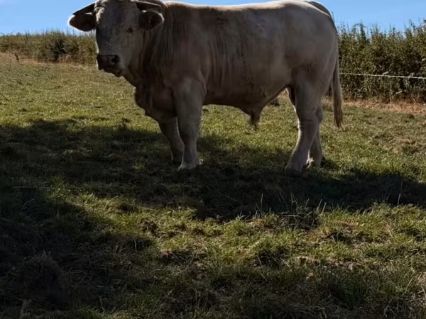 Toro, Raza de vaca