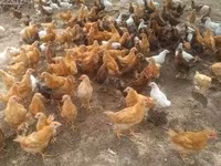 Chickens — फ़ोटो 2