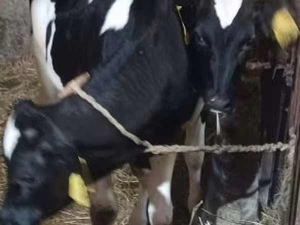 Touro, Raça Holstein — Hungria