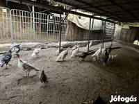 Turkeys — fotografija 5