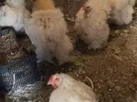Chickens — zdjęcie 4