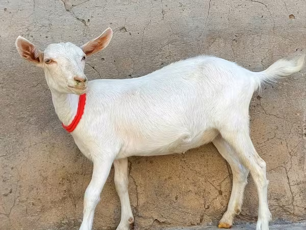 Koza, Saanen goat