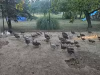 Guinea fowl — fotografija 6