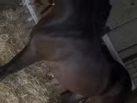 Koń, Konie — zdjęcie 3