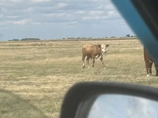 Touro, Simmental cattle