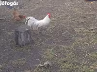 Chickens — फ़ोटो 4