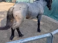 公马, Horses — 照片 3