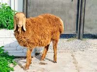 Ram, Hissar sheep — photo 1